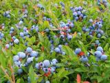 wild-blueberries-2.jpg